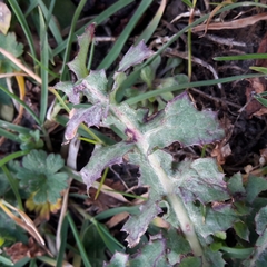 Sonchus oleraceus
