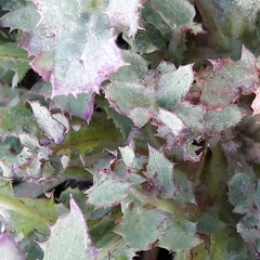 Sonchus oleraceus