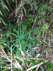 Arisaema consanguineum