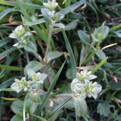 Cerastium glomeratum