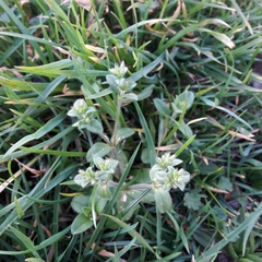 Cerastium glomeratum