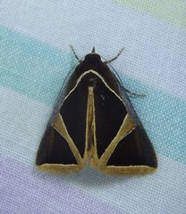 Agamana conjungens