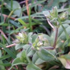 Cerastium glomeratum