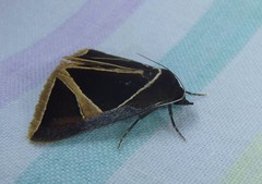Agamana conjungens