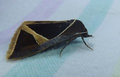 Agamana conjungens