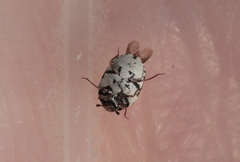 Anthrenus sophonisba