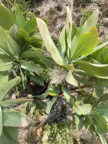 Ongote Sugarbush (Protea ongotium)