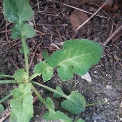 Sonchus oleraceus