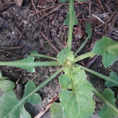 Sonchus oleraceus