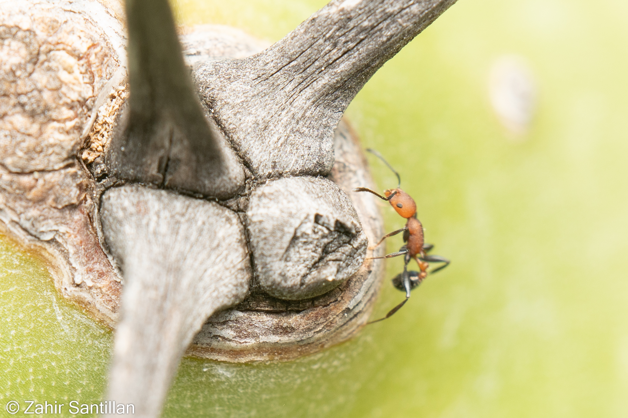 Temnothorax casanovai