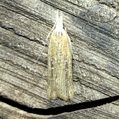 Dichomeris bipunctellus