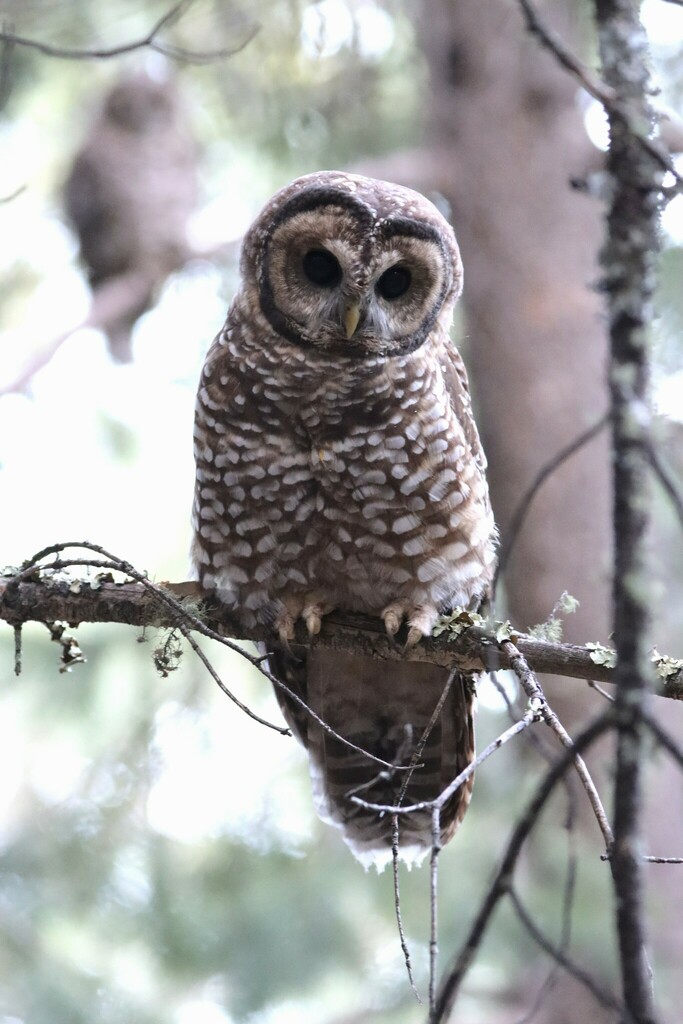 Spotted Owl in September 2023 by Javier Cruz Nieto · iNaturalist