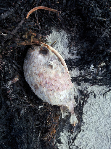Allomycterus pilatus