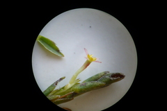 Struthiola confusa