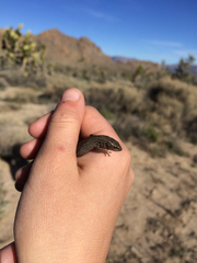 Xantusia vigilis