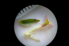 Struthiola confusa