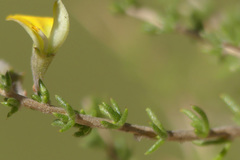 Aspalathus acuminata acuminata