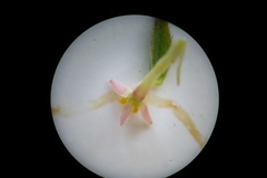Struthiola confusa
