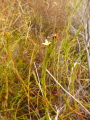Struthiola confusa