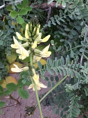 Astragalus nevinii