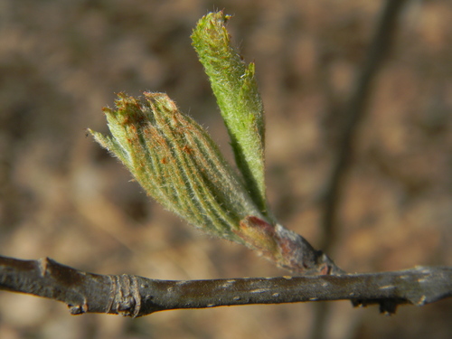 Paprastasis šermukšnis nuotrauka
