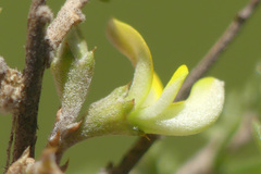 Aspalathus acuminata acuminata