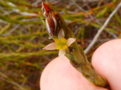 Struthiola confusa