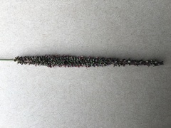 Setaria nigrirostris