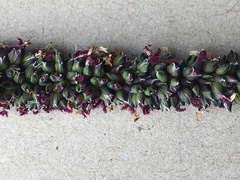 Setaria nigrirostris