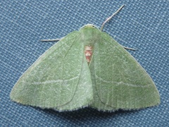 Chlorosea banksaria