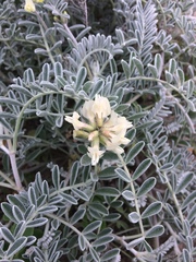 Astragalus miguelensis