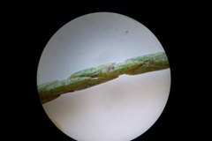 Struthiola confusa