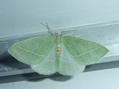 Chlorosea banksaria