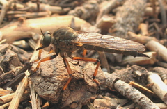Neomochtherus californicus