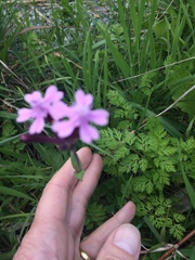 Silene aegyptiaca