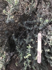 Haloxylon salicornicum