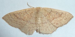Cyclophora dataria