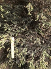 Haloxylon salicornicum