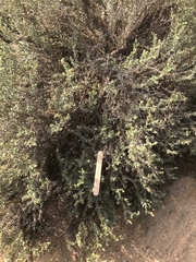 Haloxylon salicornicum
