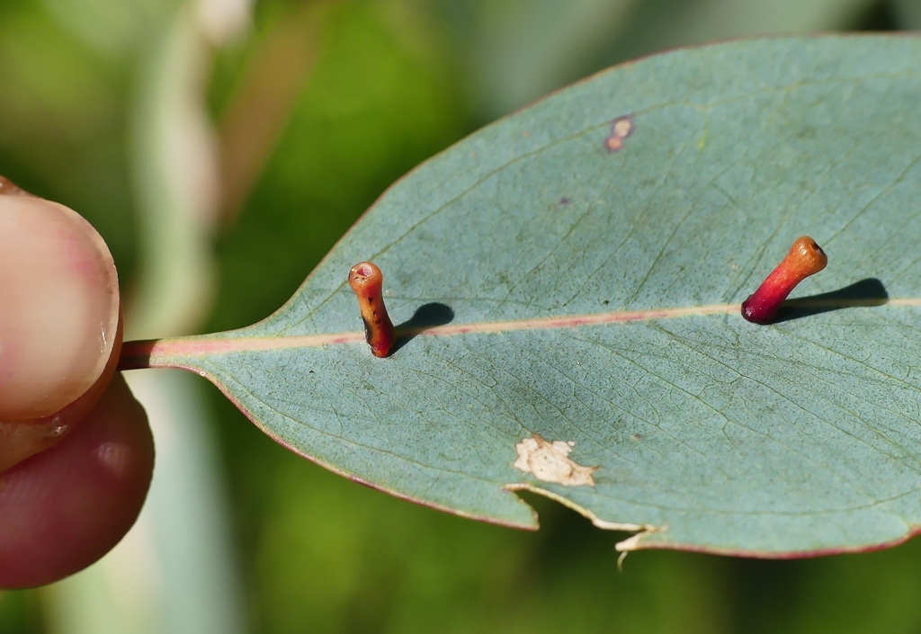 Apiomorpha from Belair SA 5052, Australia on September 19, 2023 at 10: ...