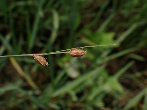 Image of Fimbristylis schoenoides by (c) chiuluan, some rights reserved (CC BY)