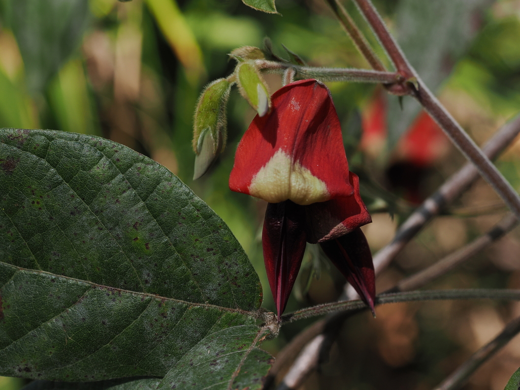 Dusky Coral Pea From The Needles Walk Gibraltar Range Nsw