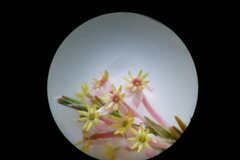 Struthiola confusa