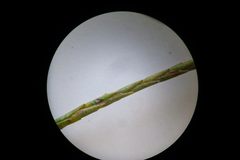 Struthiola confusa