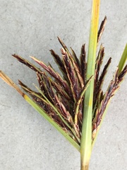 Cyperus rigidifolius