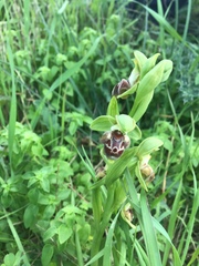 Ophrys umbilicata flavomarginata