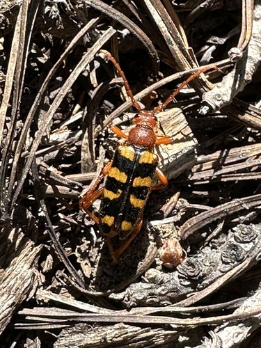 Xestoleptura crassicornis photo 3