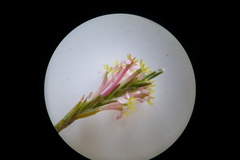 Struthiola confusa