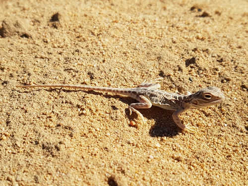 Ctenophorus salinarum