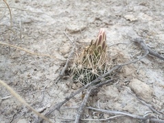 Ancistrocactus pinkavanus
